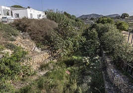 Vegetación y suciedad acumulada en la rambla de Canteras.