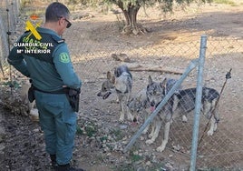 Un agente de la Guardia Civil con tres de los lobos.