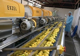 Limones en la línea de procesado industrial de la empresa Citromil, ubicada en Santomera.