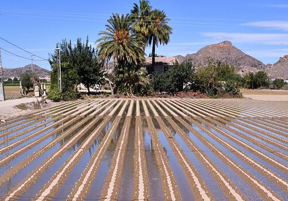 Cultivos de lechugas en la Orilla del Azarbe, en Murcia.