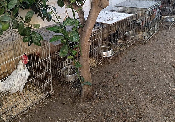 Gallos incautados por la Policía en el albergue municipal.