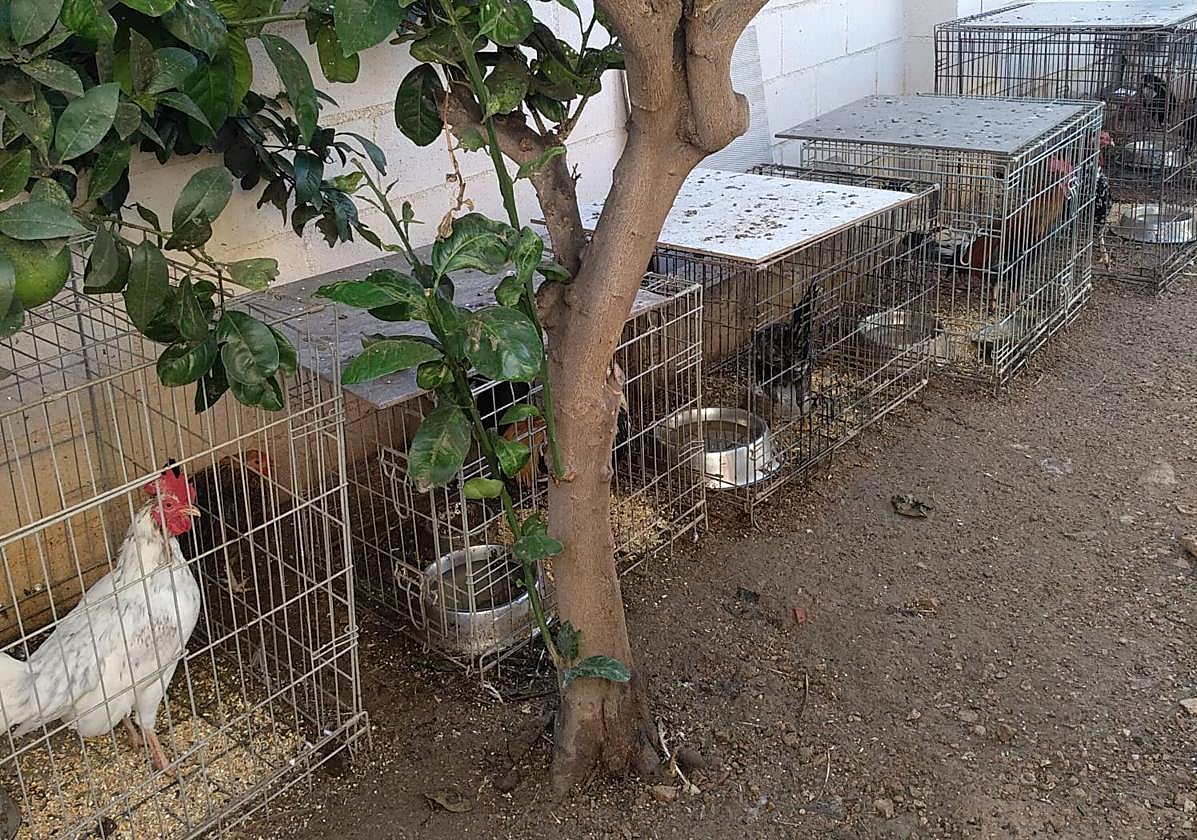 Gallos incautados por la Policía en el albergue municipal.