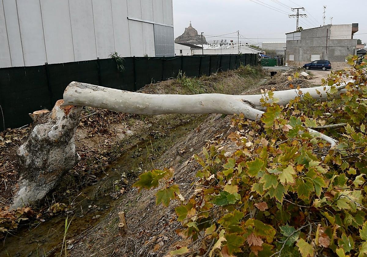 Uno de los árboles talados en la acequia Benipotrox.