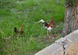 Gallos y gallinas conviven con basura y escombros en Santiago y Zaraíche, en imágenes