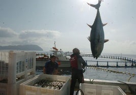 Captura de atún rojo en las granjas marinas de El Gorguel, en una imagen de archivo.