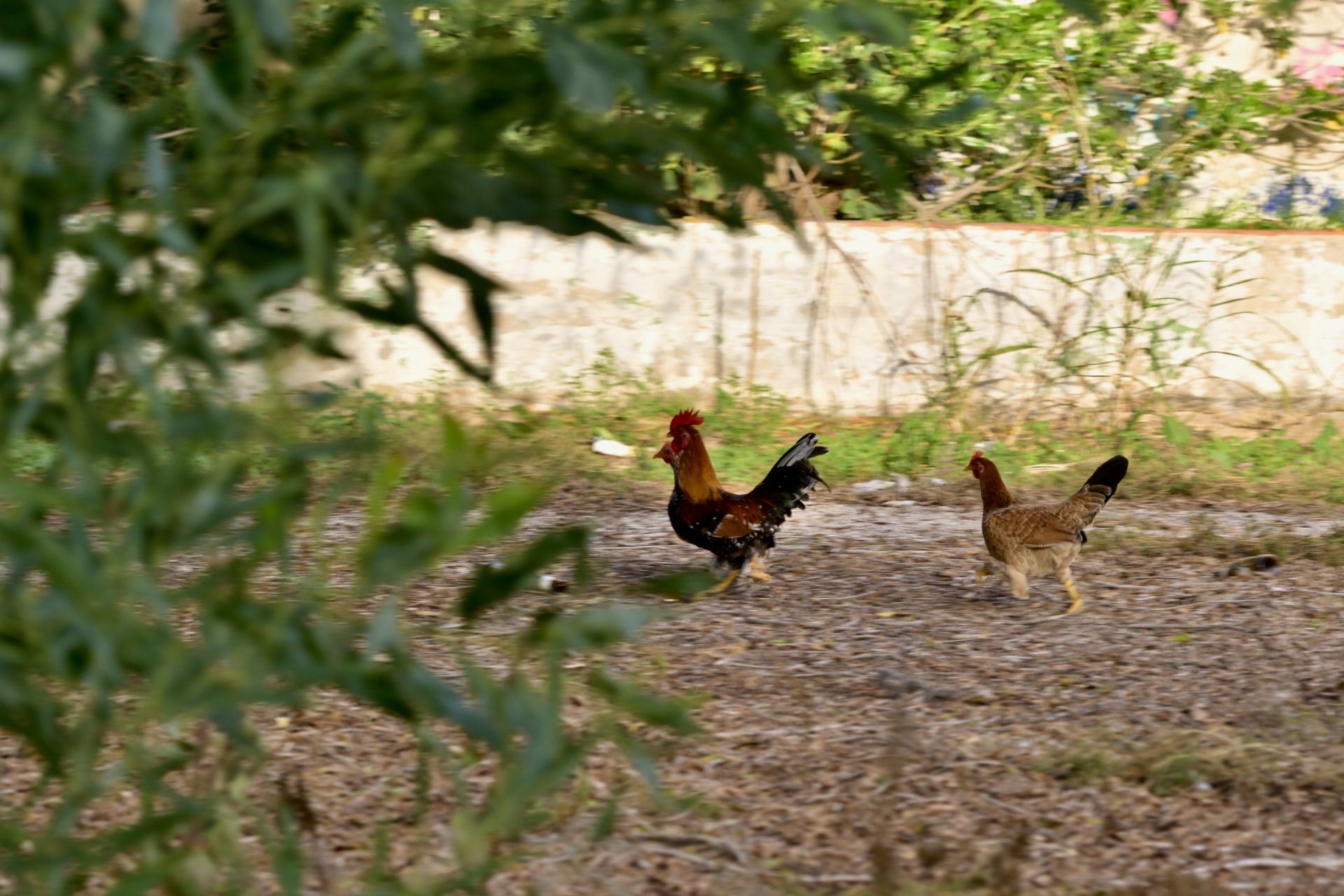 Gallos y gallinas conviven con basura y escombros en Santiago y Zaraíche, en imágenes