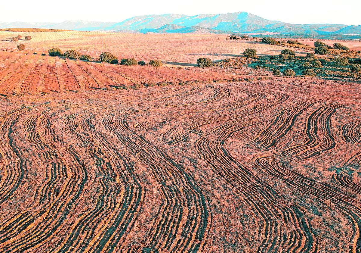 Una agricultura para reanimar los suelos más degradados de la Región de Murcia