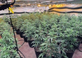 Las plantas de marihuana incautadas en Los Alcázares.