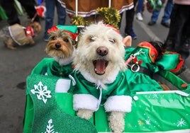 Dos perros vestidos con disfraces de Navidad.