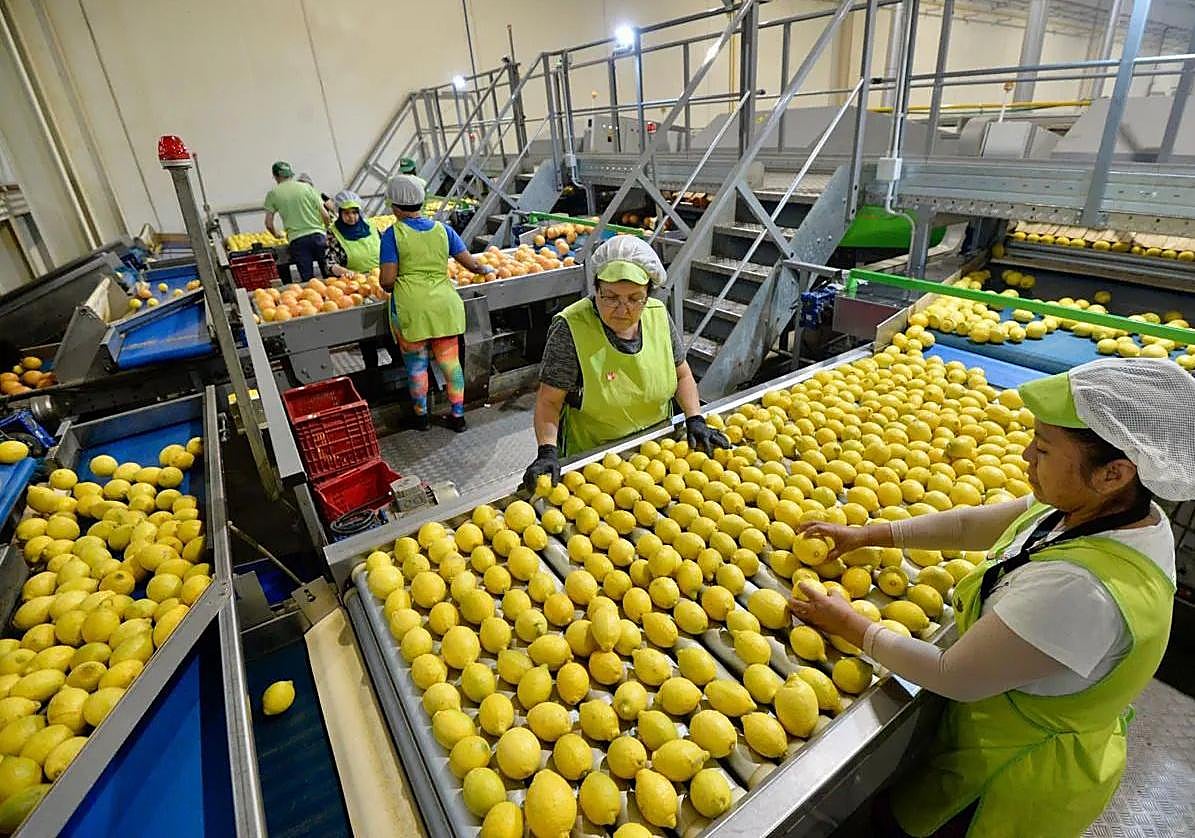 Instalaciones en una empresa regional exportadora de cítricos, en una foto de archivo.
