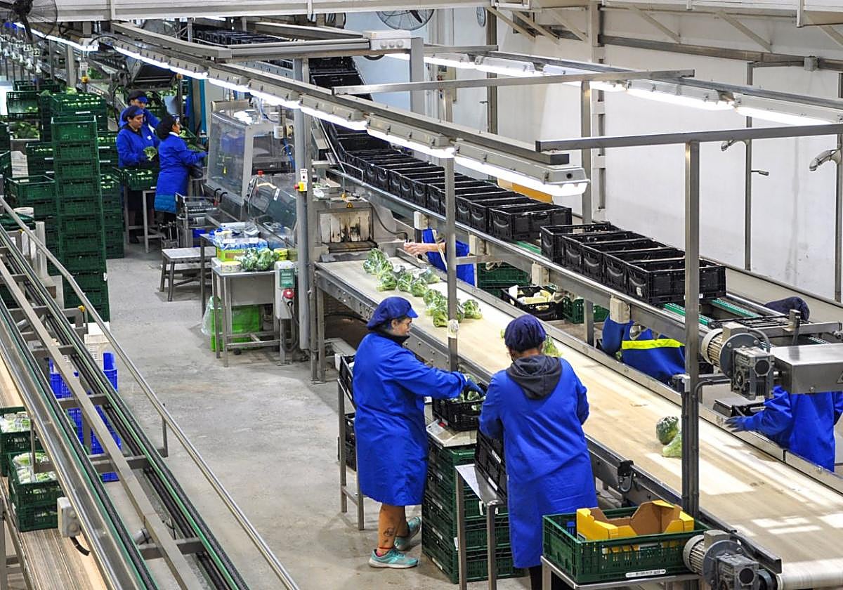Lineal de empaque de frutas y verduras de una cooperativa agraria.