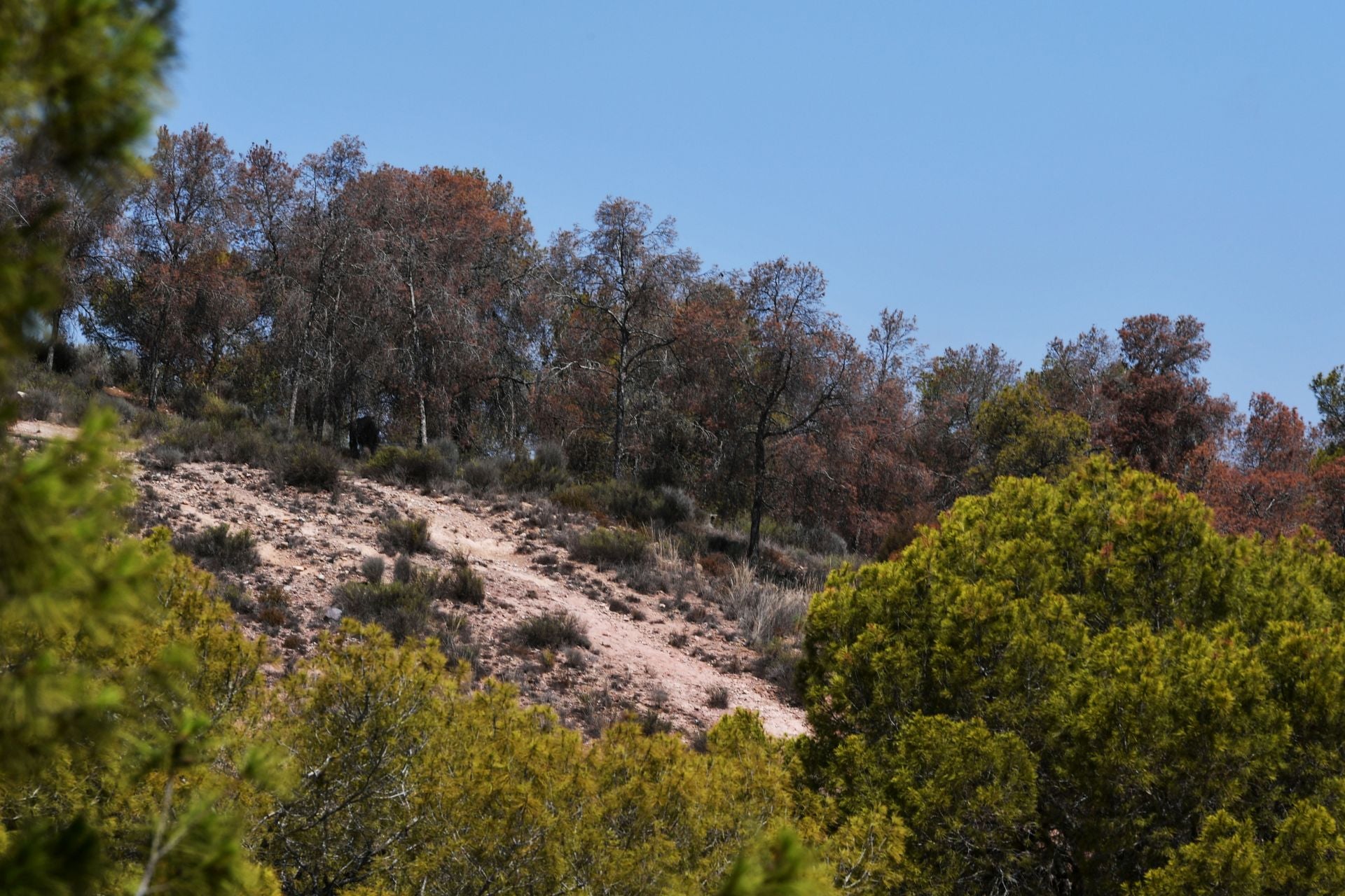 La sequía y las plagas avanzan en la Región, donde han resultado afectados más de un millón de árboles. La Consejería de Medio Ambiente realiza trabajos de tala y poda en el Coto de los Cuadros -en Murcia, Santomera y Molina-, dentro de un plan para fortalecer las masas forestales. 