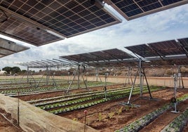 Placas fotovoltaicas sobre una plantación en un proyecto experimental en la Región.