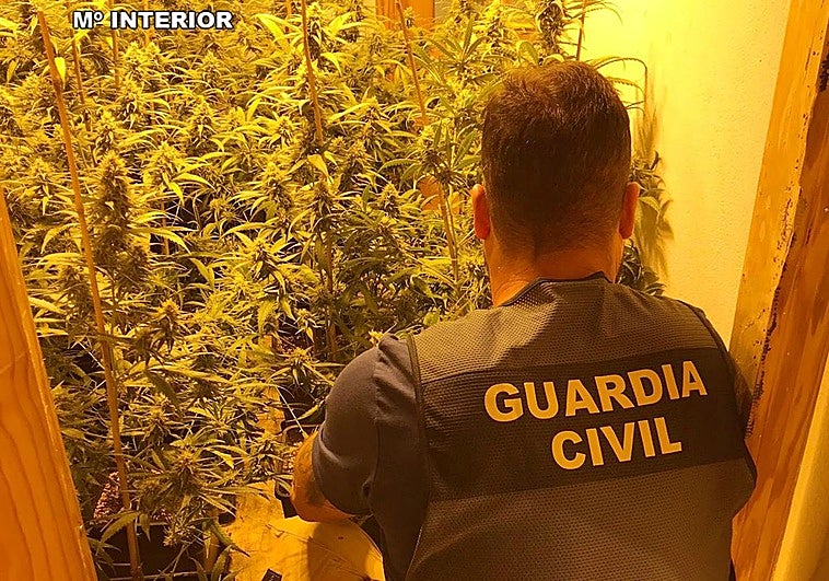 Un agente revisa la plantación durante el registro de la vivienda.