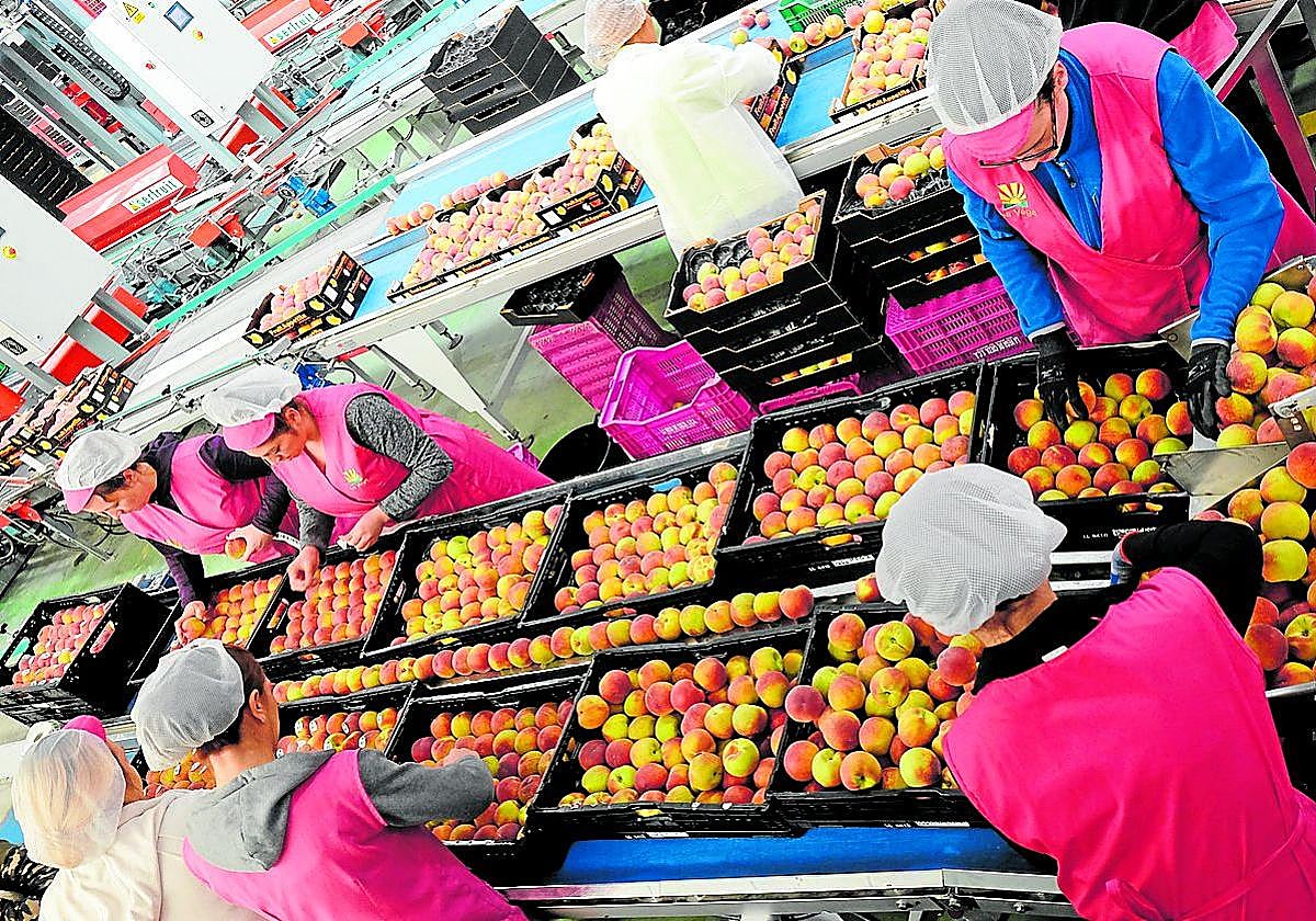 Lineal de empaque de frutas de una cooperativa agroalimentaria.