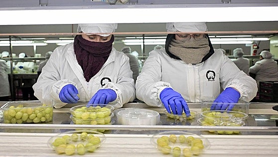 Empresas murcianas preraran las uvas para las campanadas