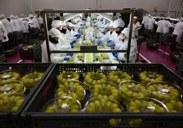 Producción de uva envasada en un formato especial para las campanadas, en la factoría que la empresa El Ciruelo tiene en Alhama.