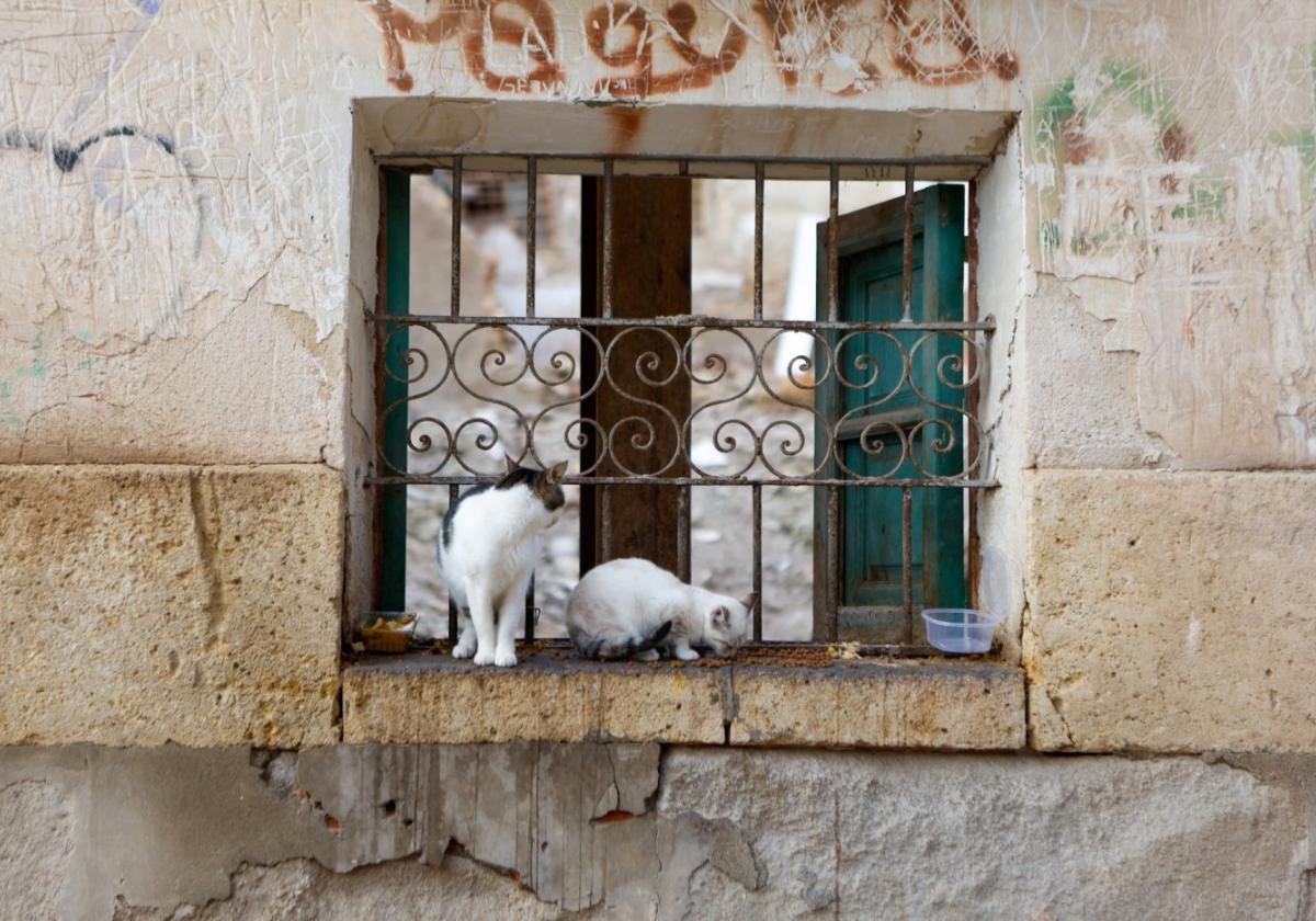 Dos gatos en la ventana de una casa abandonada en la zona de la Alberca.