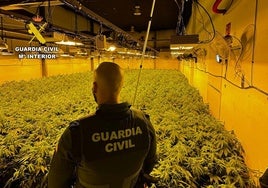 Parte de las plantas de marihuana incautadas por la Guardia Civil.