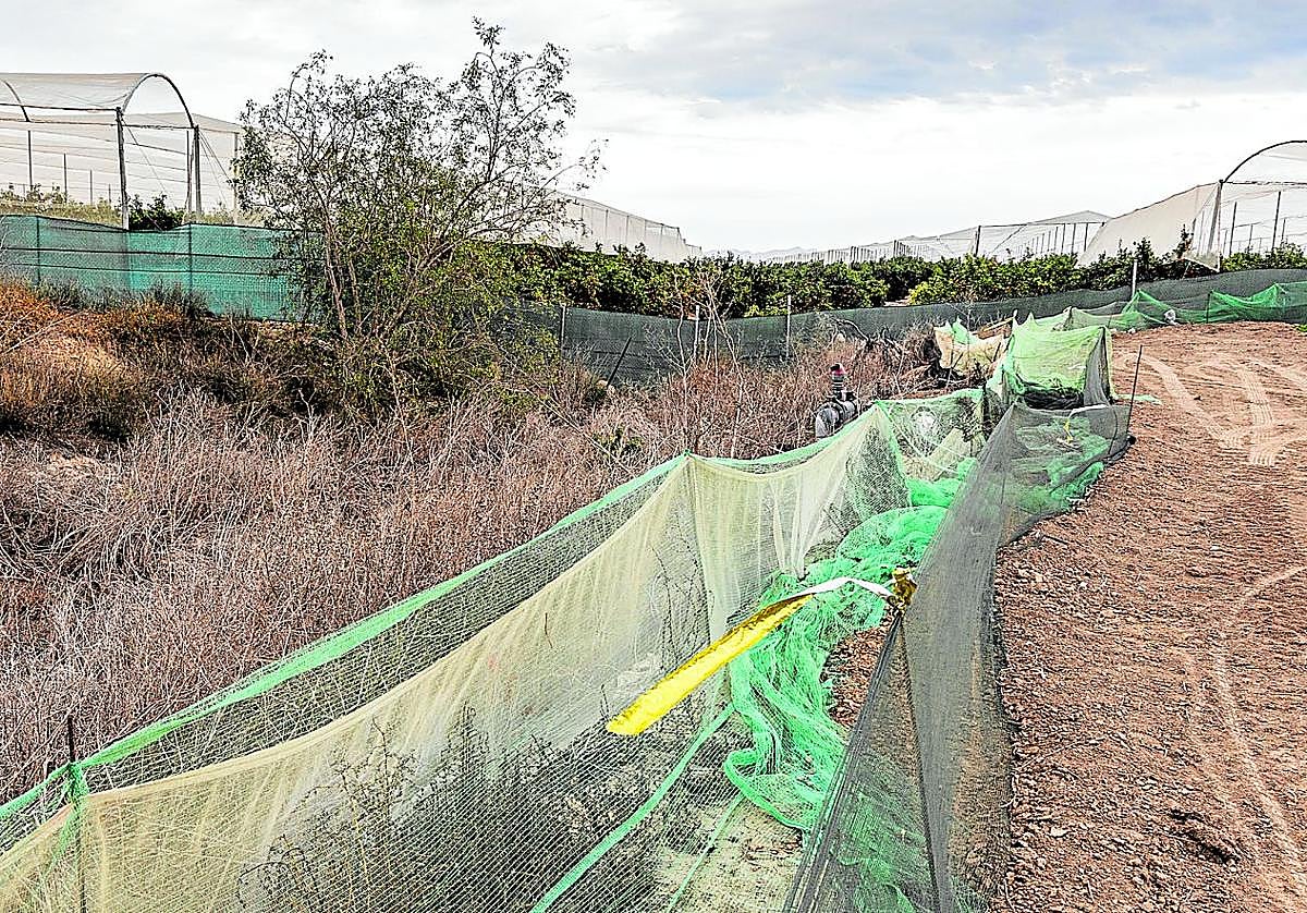 Rambla de la cuenca vertiente al Mar Menor invadida por una finca agrícola a su paso por el municipio de Torre Pacheco.