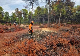 Motosierras en el Noroeste. Personal de Medio Ambiente realiza cortas y astillados de árboles junto al área recreativa de la Fuente del Piojo, en Cehegín.