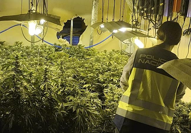 Plantas de marihuana, en uno de los inmuebles registrados.