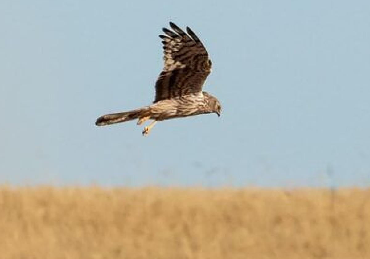 Un aguilucho cenizo, en una imagen de archivo.