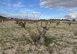 Viñedos de secano en los parajes agrícolas entre Mula y Bullas.