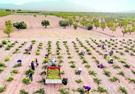 Trabajadores de una finca de vid mientras recogen uva durante la temporada de vendimia.