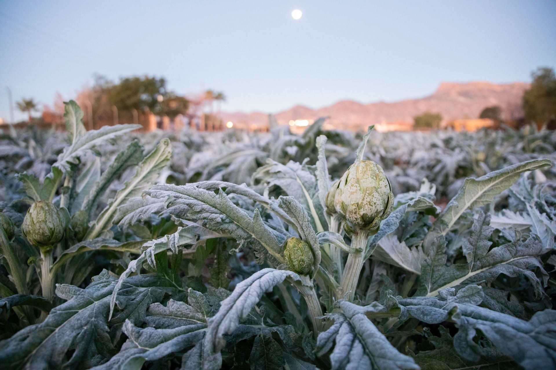 Las heladas que deja la noche más fría del año en la Región de Murcia, en imágenes