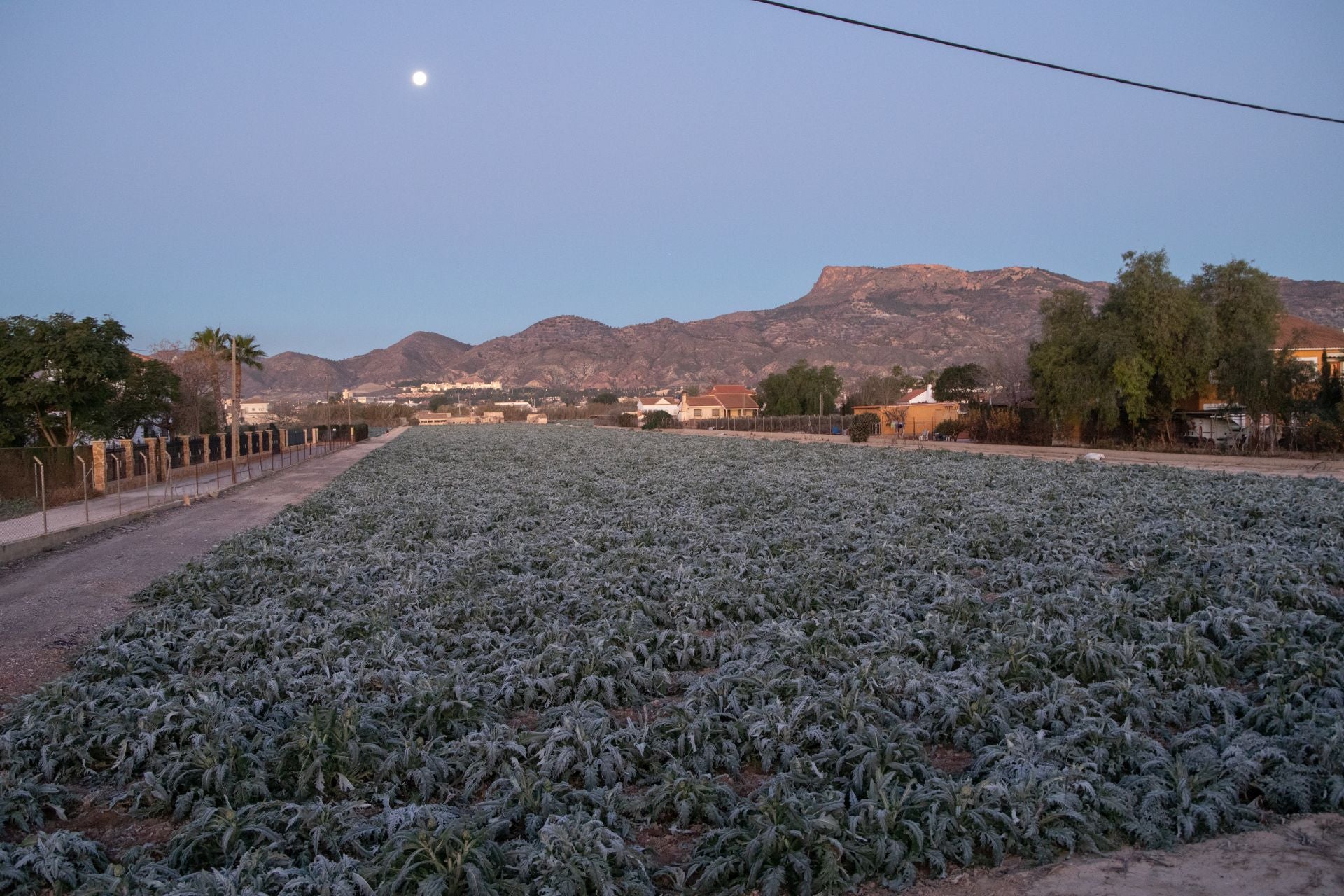 Las heladas que deja la noche más fría del año en la Región de Murcia, en imágenes