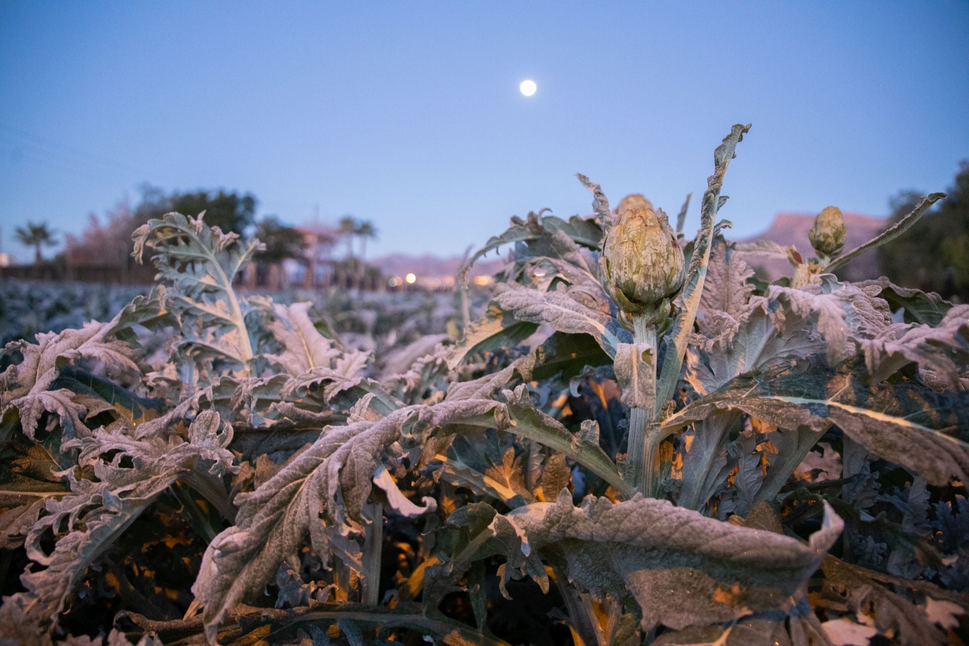 Las heladas que deja la noche más fría del año en la Región de Murcia, en imágenes