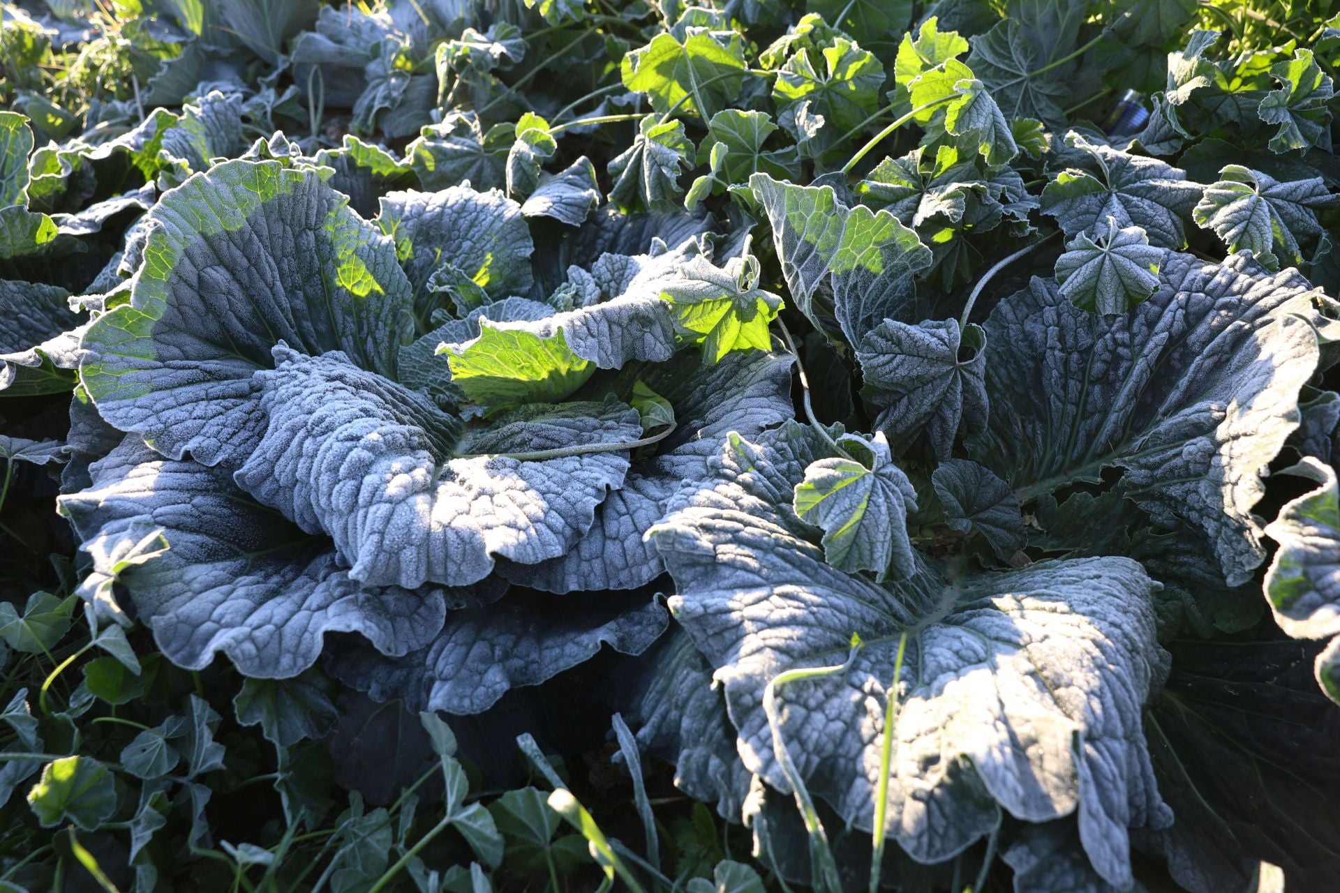 Las heladas que deja la noche más fría del año en la Región de Murcia, en imágenes