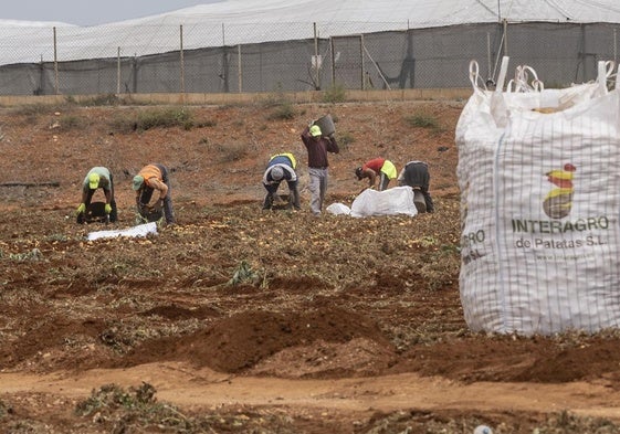 Recogida de patatas en el campo de Cartagena en una imagen de archivo.