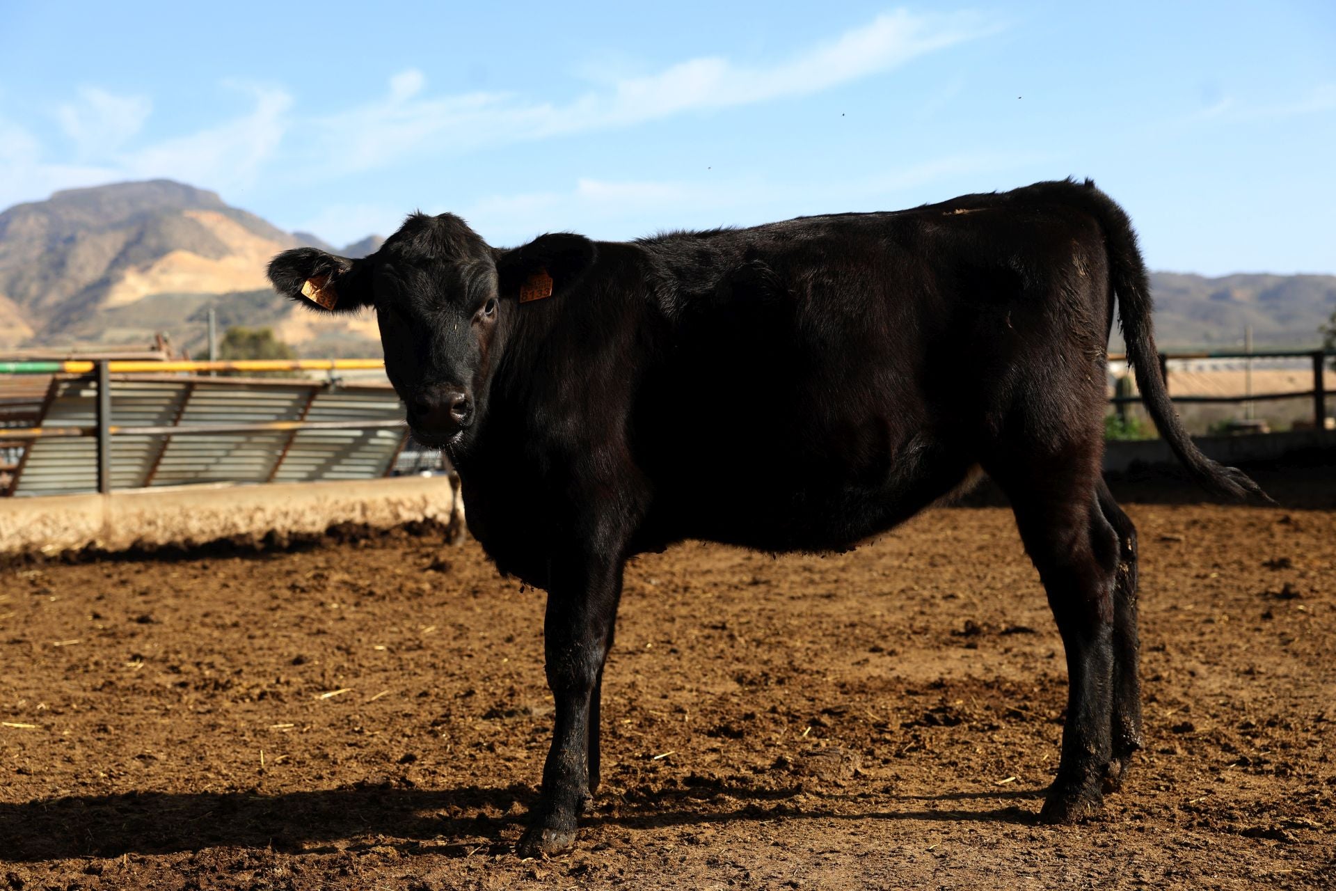 La finca de Cárnicas Ruiz en Librilla y sus &#039;angus murcianos&#039;, en imágenes