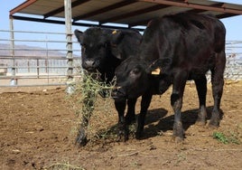 Dos de los cinco terneros de raza angus que Cárnicas Ruiz cría en su finca de Librilla.