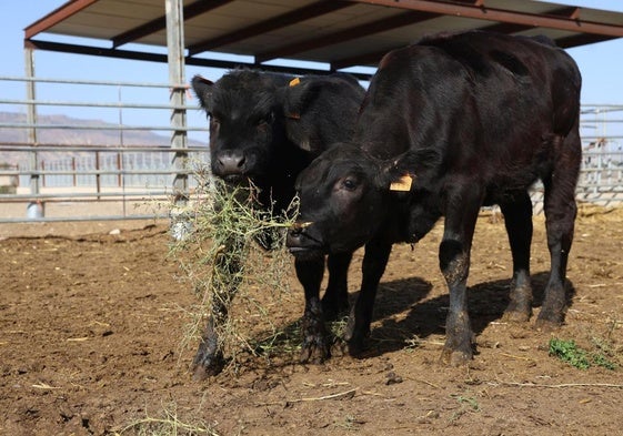 Dos de los cinco terneros de raza angus que Cárnicas Ruiz cría en su finca de Librilla.