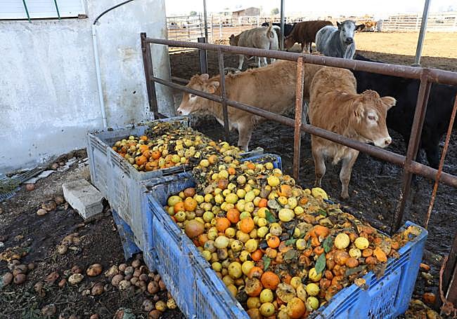 Las reses de la empresa familiar, alimentándose de naranjas y limones.