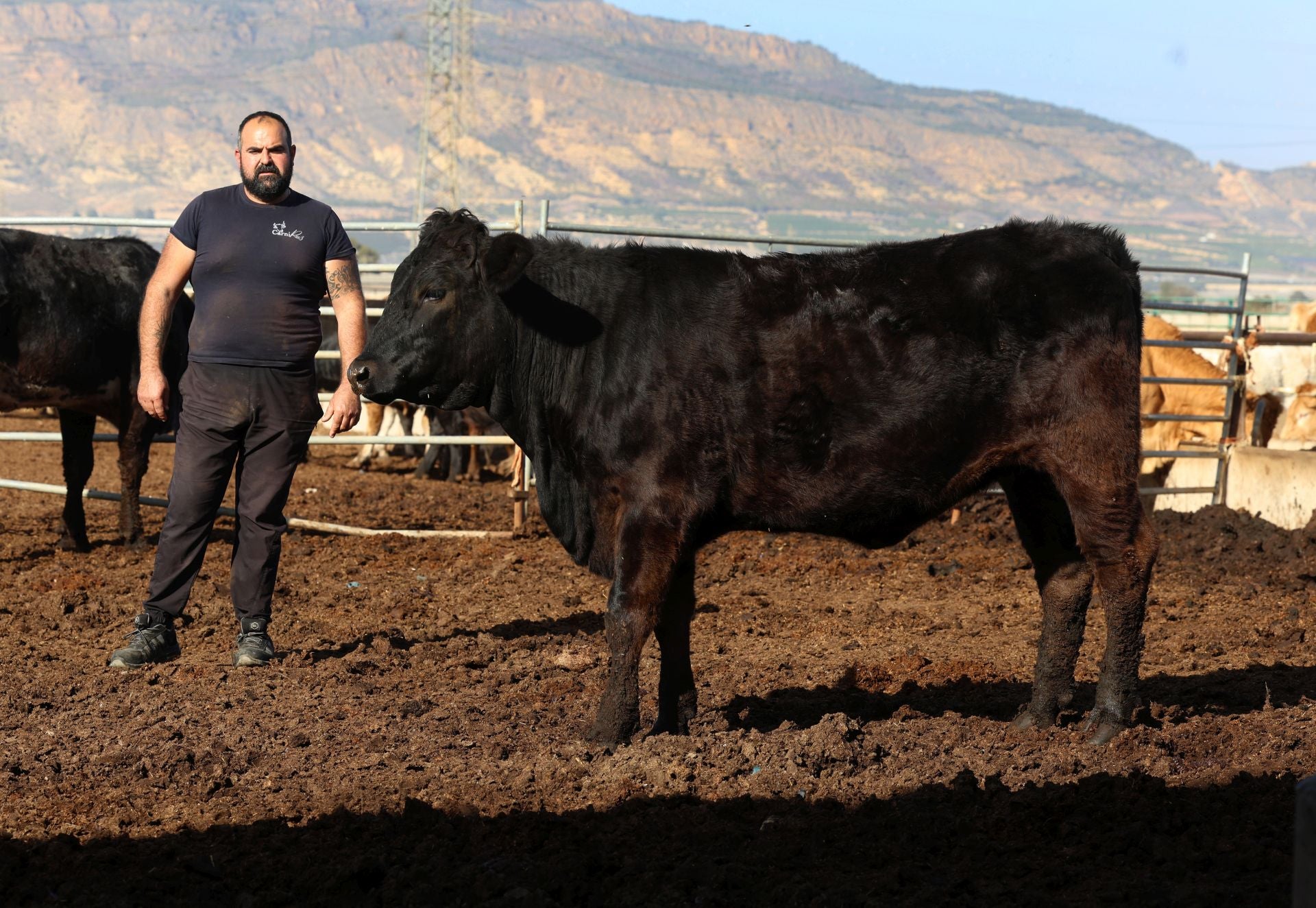 La finca de Cárnicas Ruiz en Librilla y sus &#039;angus murcianos&#039;, en imágenes