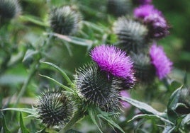 Flores de cardo.