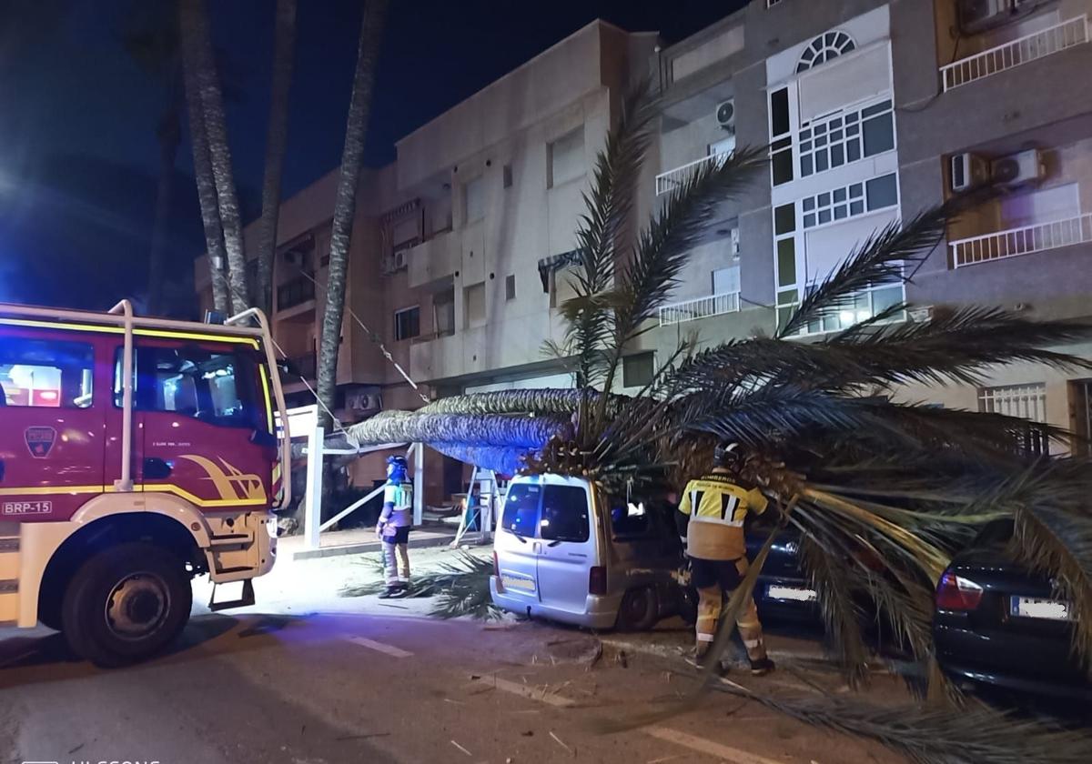 La palmera desplomada sobre varios coches en San Javier, este lunes.