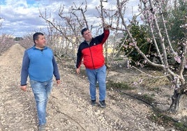 Dos agricultores revisan sus cultivos en una finca de Cieza, ayer.