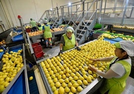 Instalaciones en una empresa regional exportadora de cítricos, en una foto de archivo.