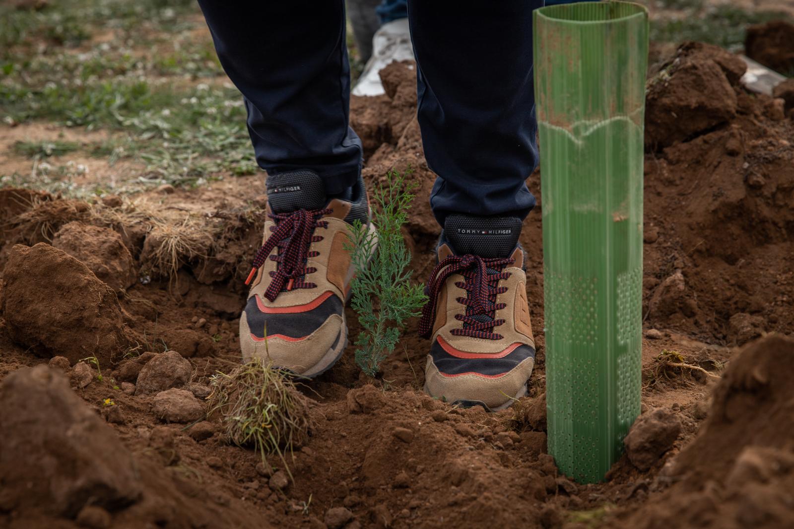Las imágenes de la jornada de plantación por el Día del Árbol en Torrevieja