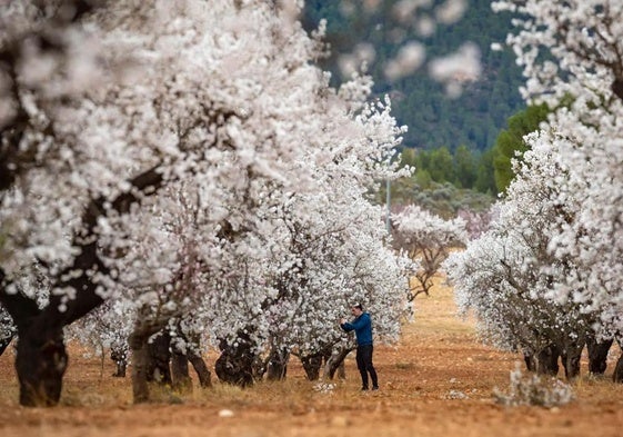 El espectáculo de la floración en Mula.