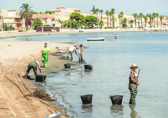 Operarios retiran biomasa del Mar Menor en una playa de Los Urrutias, en Cartagena.