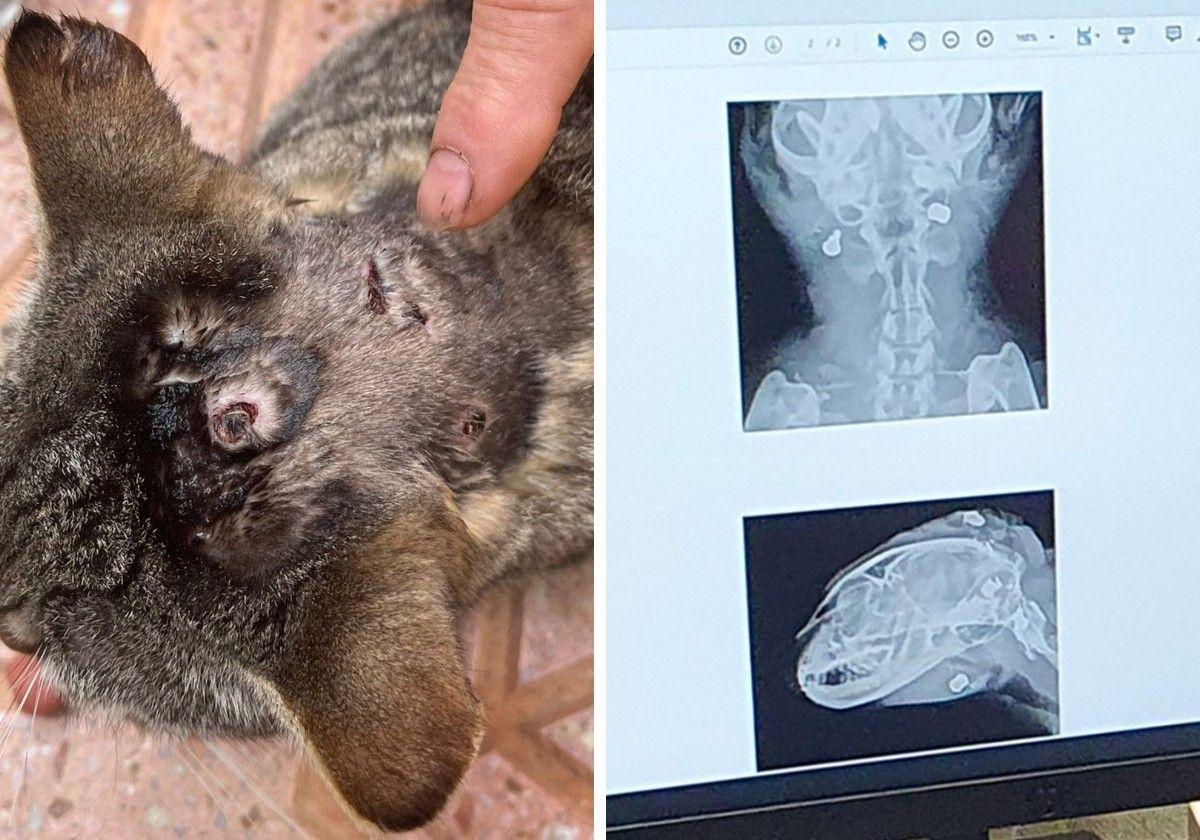 Investigado por disparar al gato de su vecino con una escopeta de perdigones en Cartagena