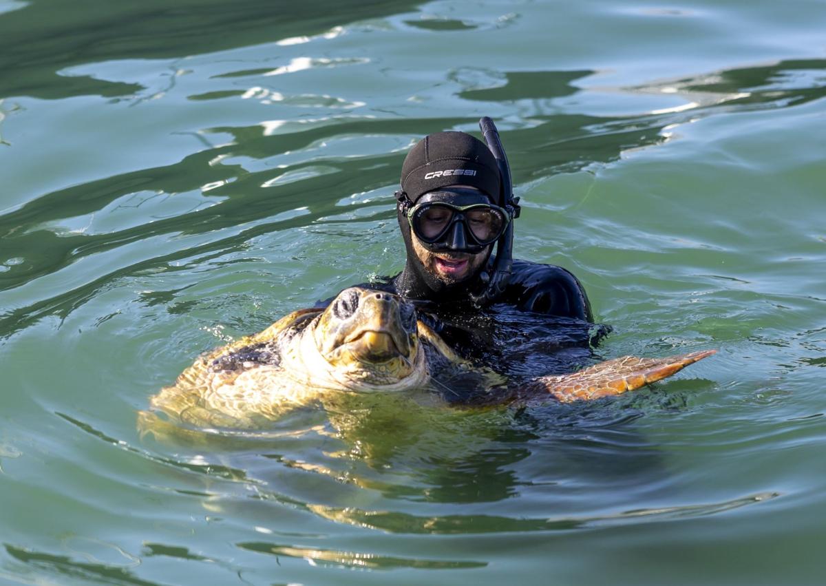 Imagen secundaria 1 - Momentos del rescate de la tortuga en el puerto de Torrevieja.