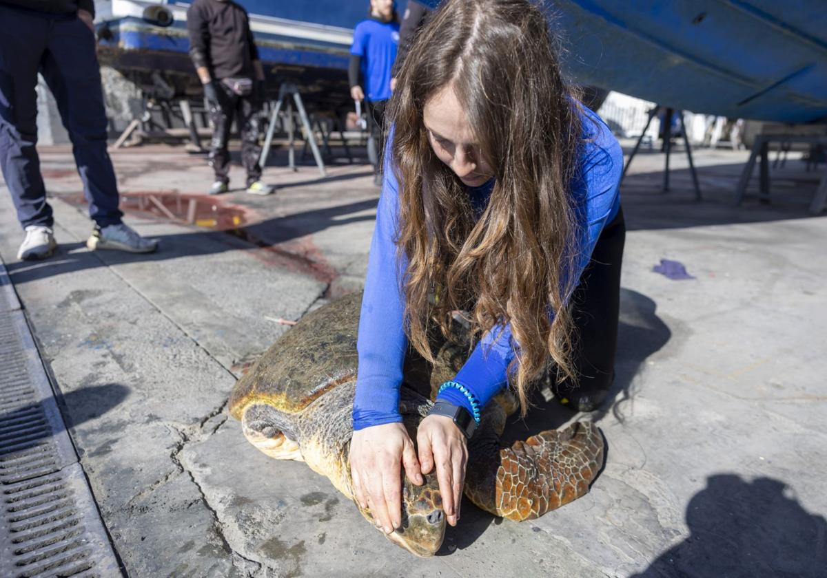 Una trabajadora de la Fundación Oceanográfic inspecciona a la tortuga boba rescatada.