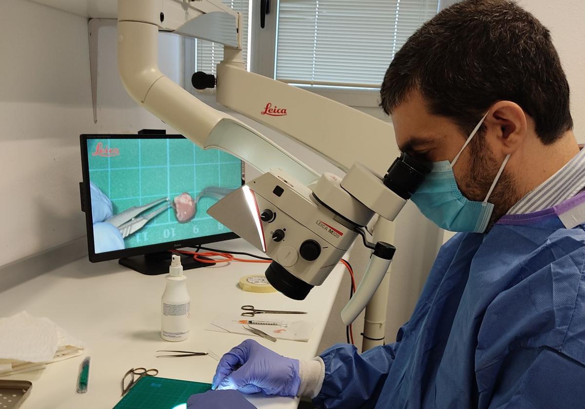 El investigador principal del proyecto, Antonio Lax Pérez, en el laboratorio.